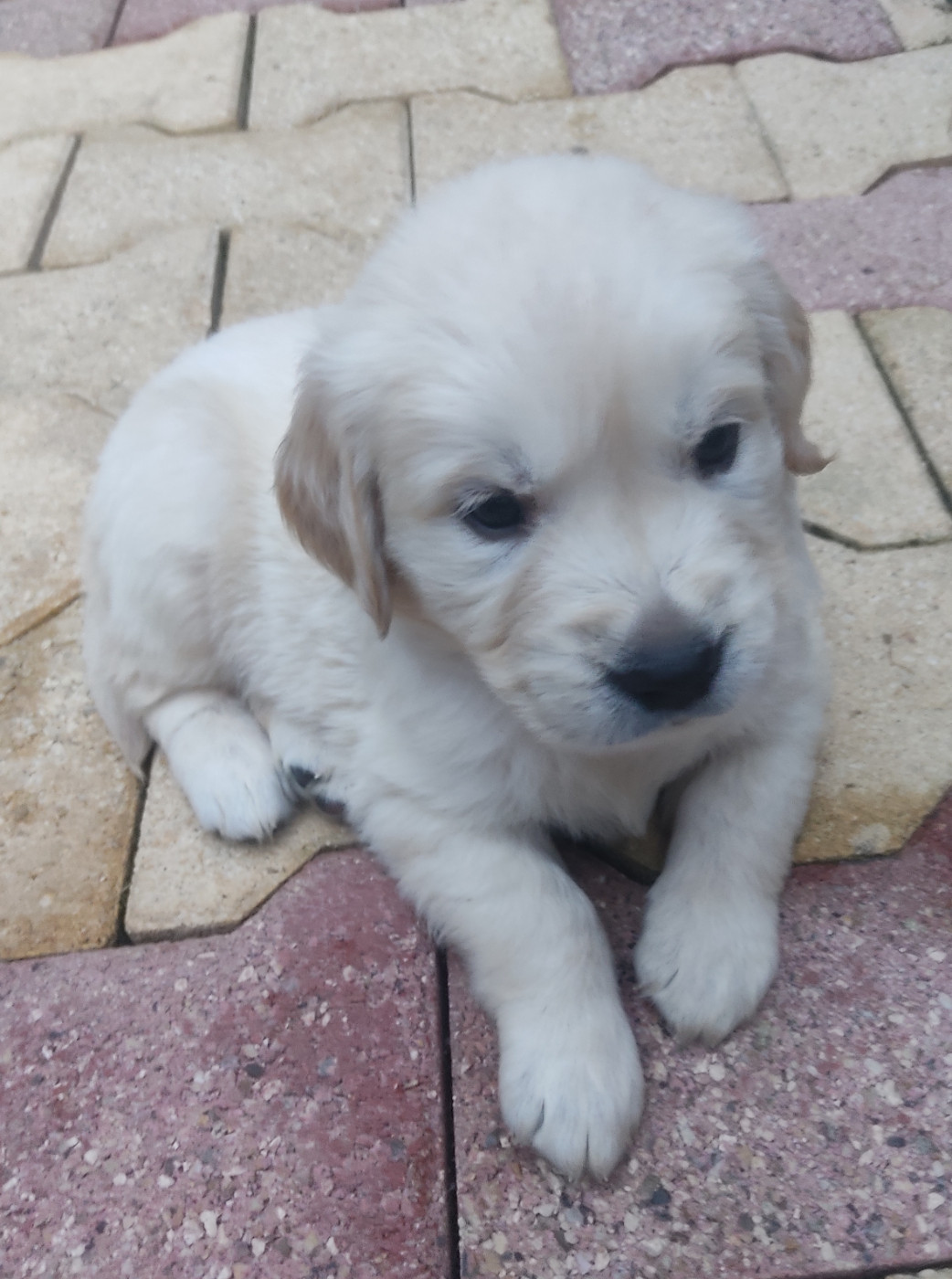 Des Blancs Moutons - Chiots disponibles - Golden Retriever