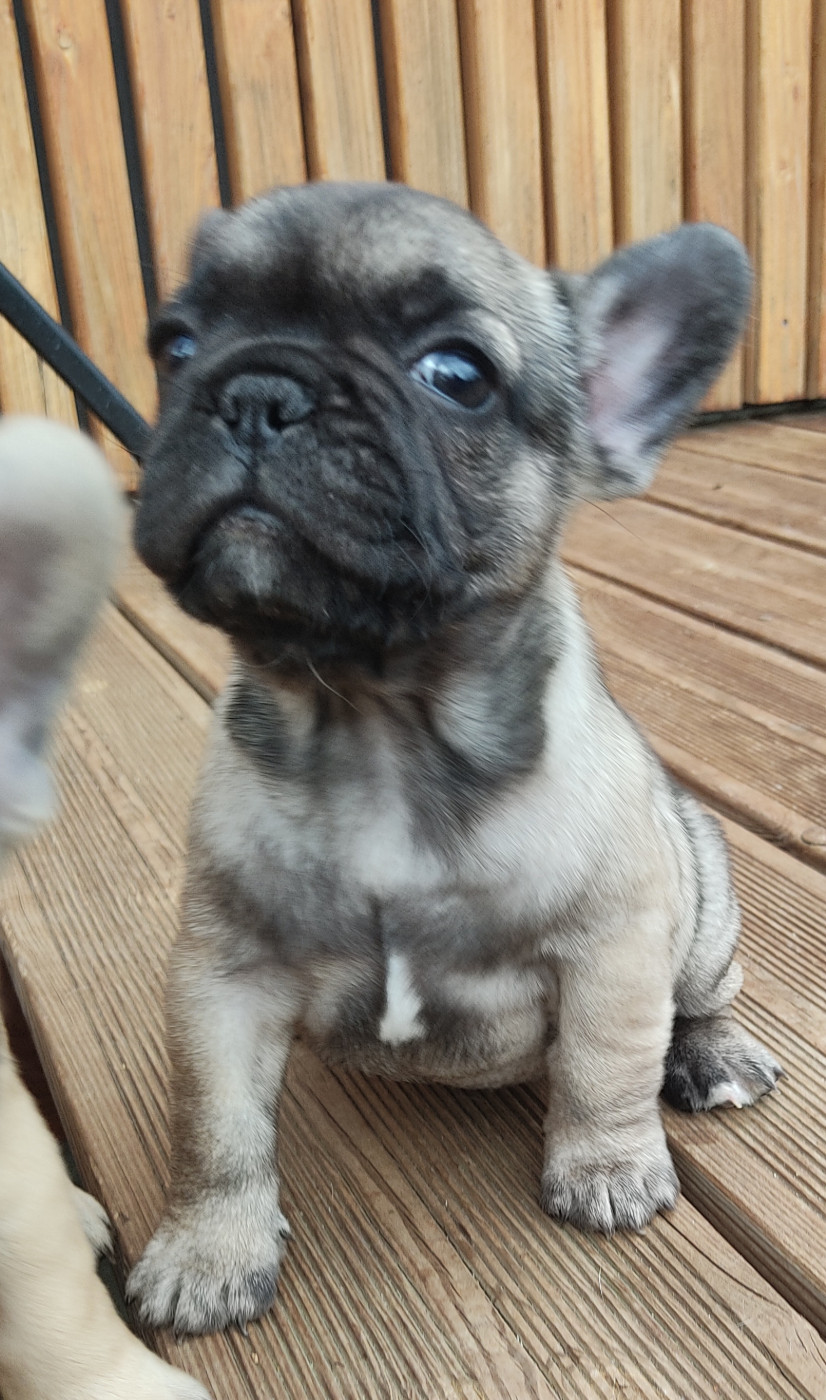 Des Blancs Moutons - Chiots disponibles - Bouledogue français