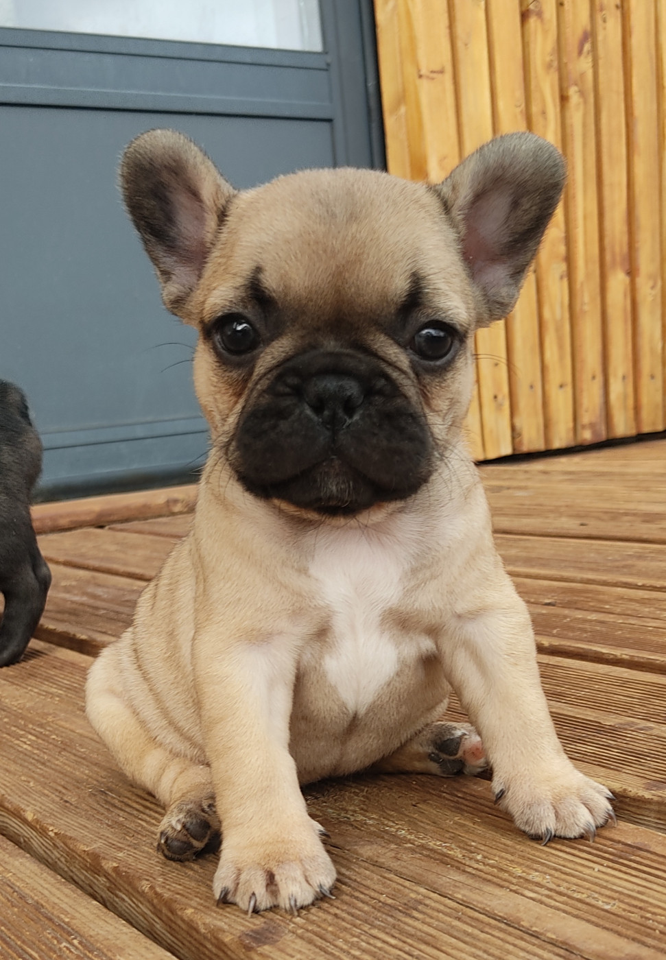 Des Blancs Moutons - Chiots disponibles - Bouledogue français