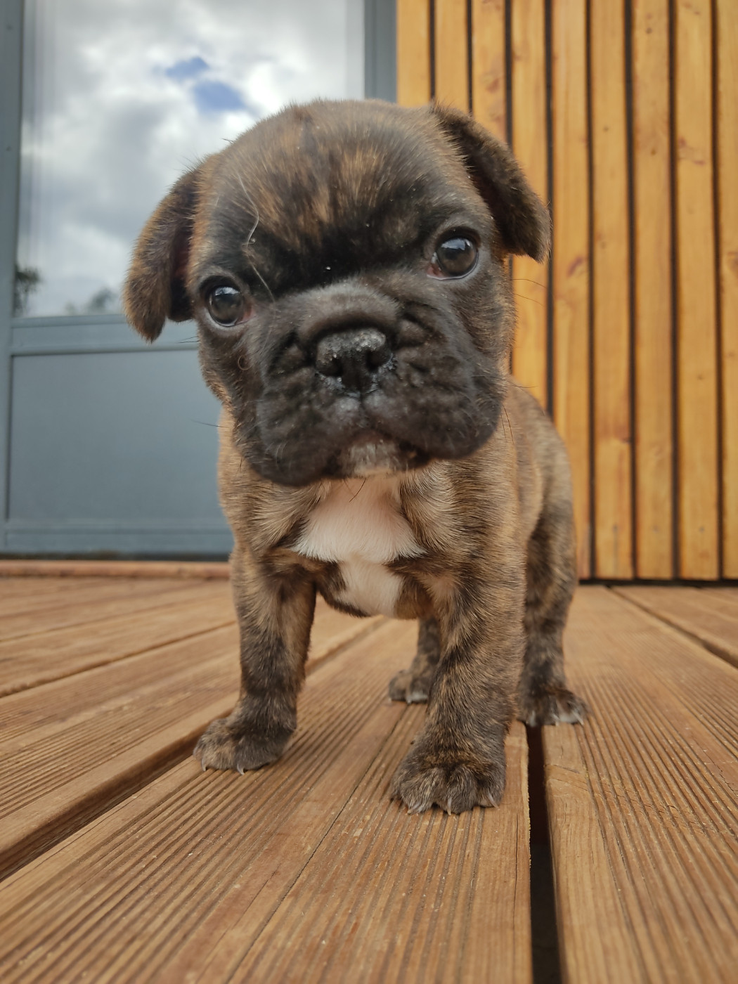 Des Blancs Moutons - Chiots disponibles - Bouledogue français