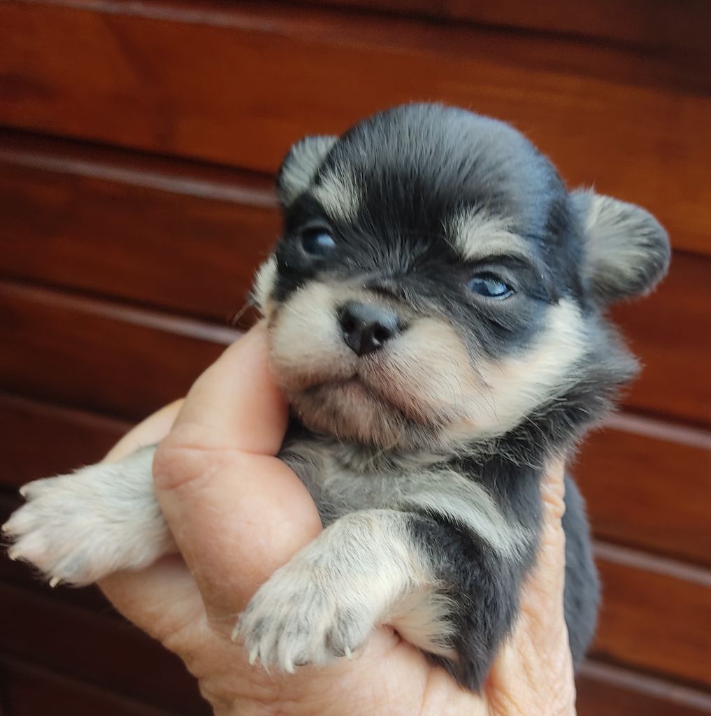 Des Blancs Moutons - Chiots disponibles - Chihuahua