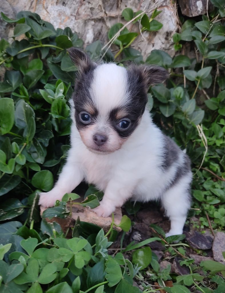 Des Blancs Moutons - Chiots disponibles - Chihuahua