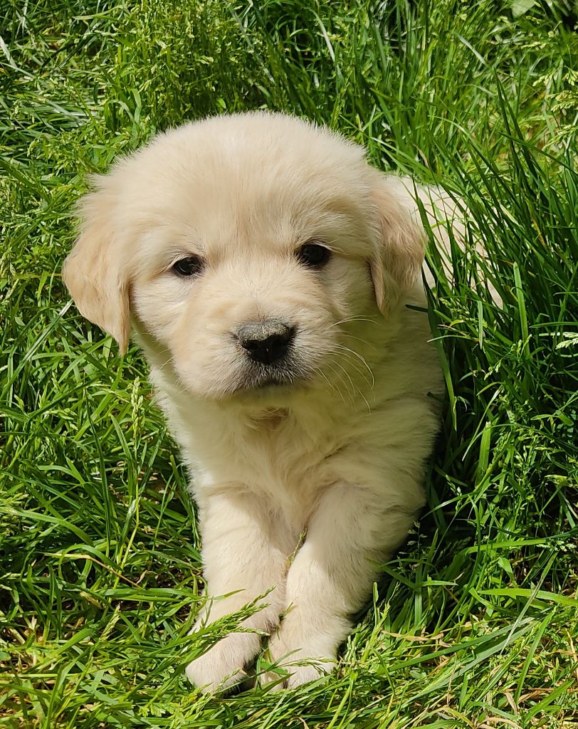 Des Blancs Moutons - Chiots disponibles - Golden Retriever