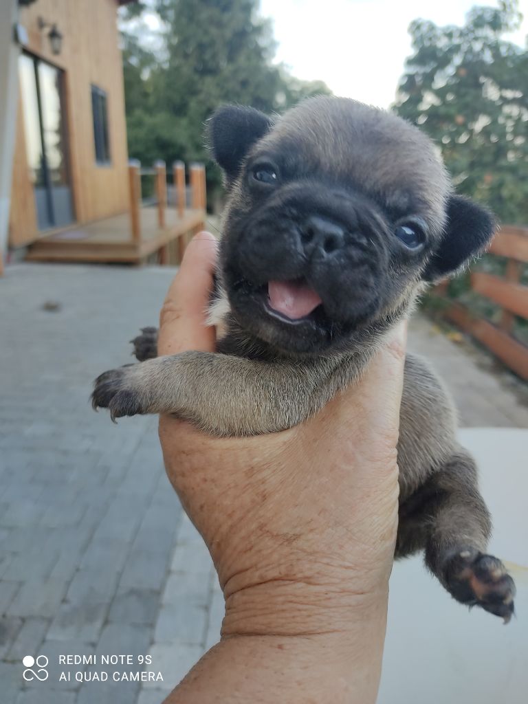 Des Blancs Moutons - Chiots disponibles - Bouledogue français