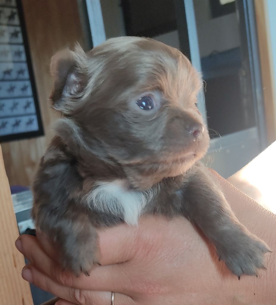 Des Blancs Moutons - Chiots disponibles - Chihuahua