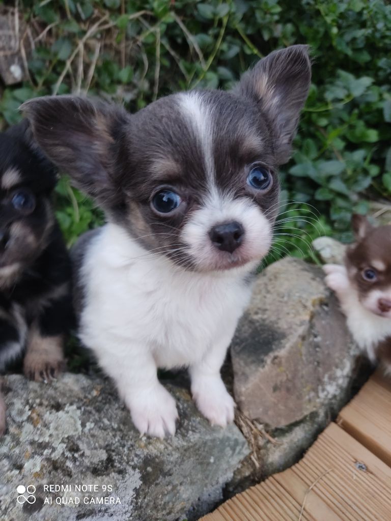 Des Blancs Moutons - Chihuahua - Portée née le 08/08/2025