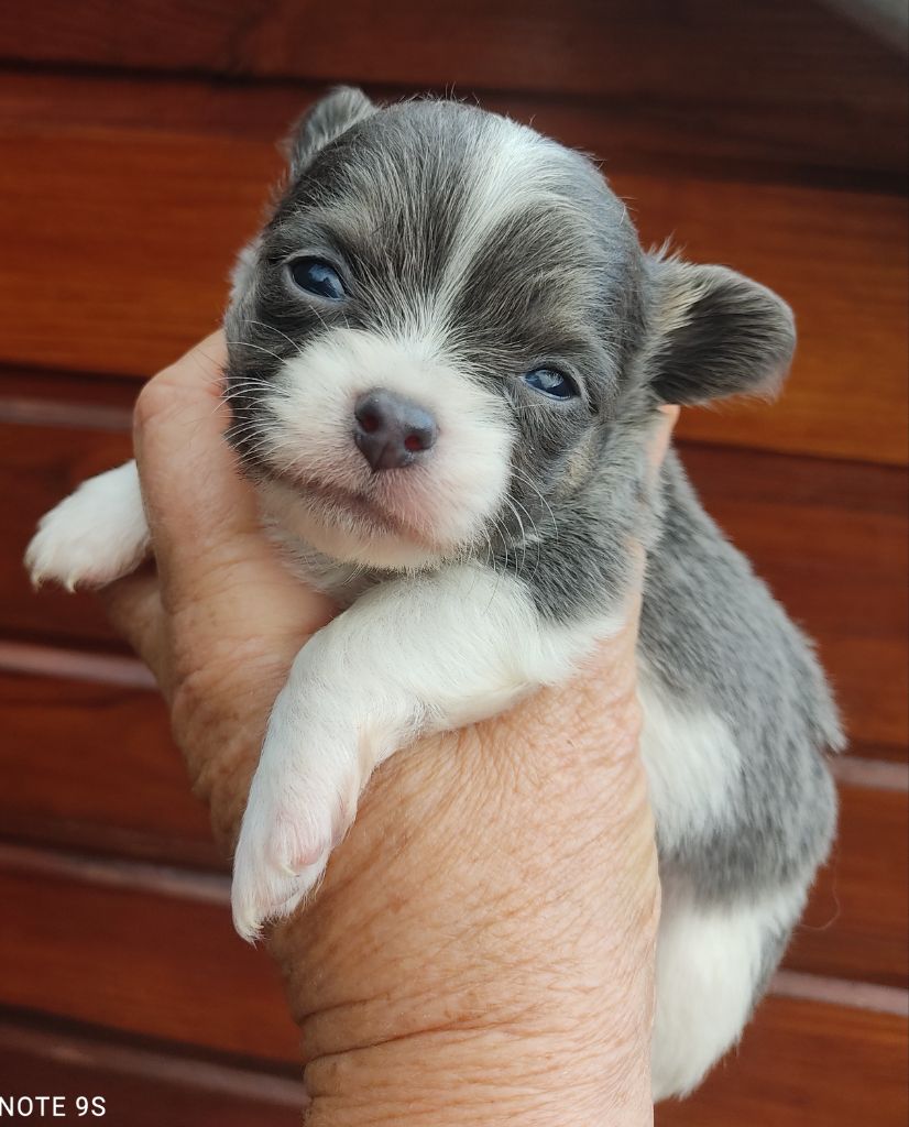 Des Blancs Moutons - Chiots disponibles - Chihuahua
