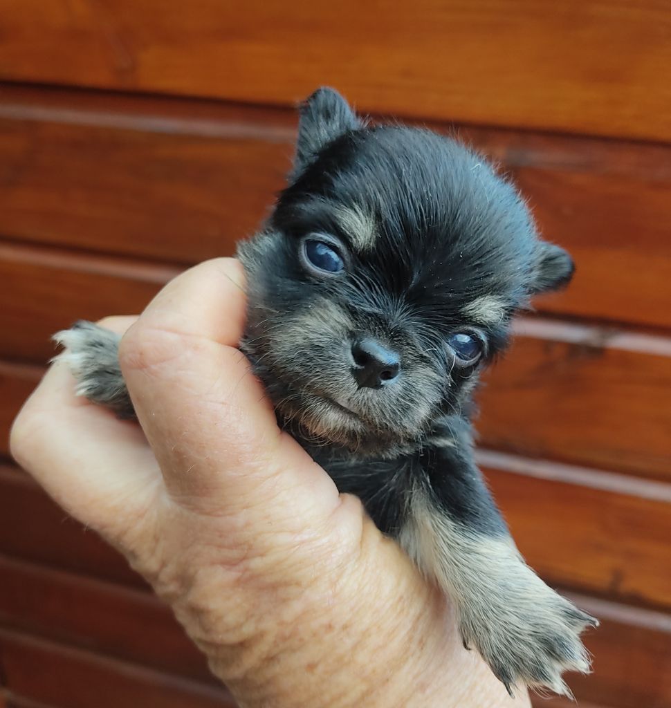 Des Blancs Moutons - Chiots disponibles - Chihuahua