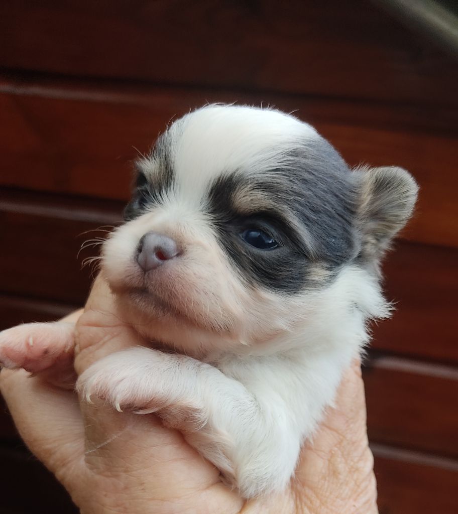 Des Blancs Moutons - Chiots disponibles - Chihuahua