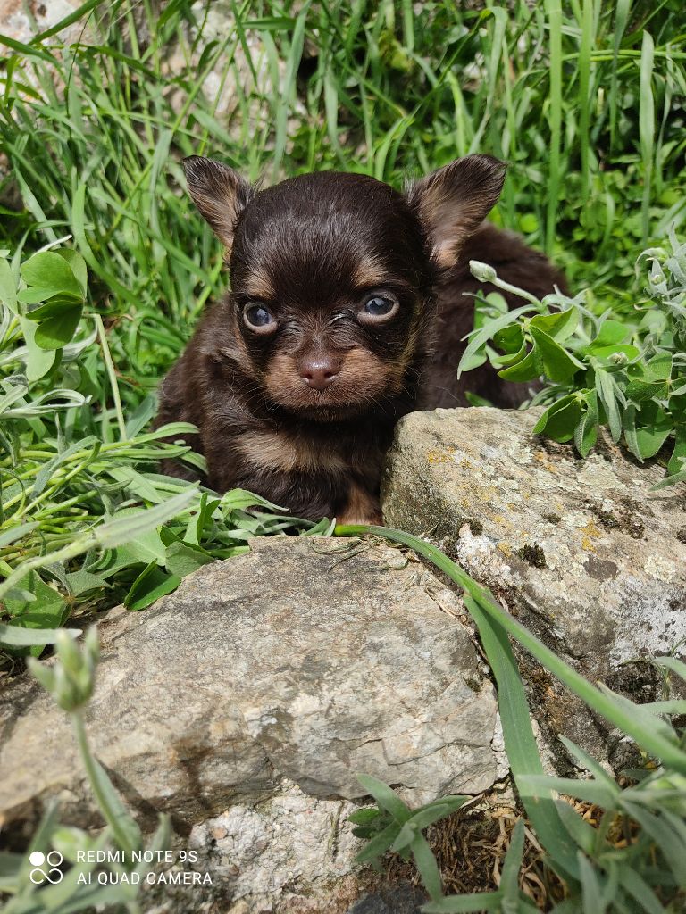 Des Blancs Moutons - Chiots disponibles - Chihuahua