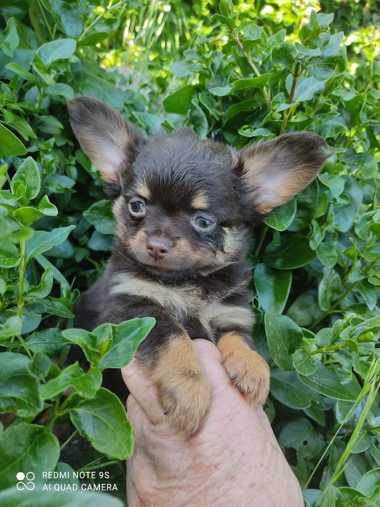 Des Blancs Moutons - Chiots disponibles - Chihuahua