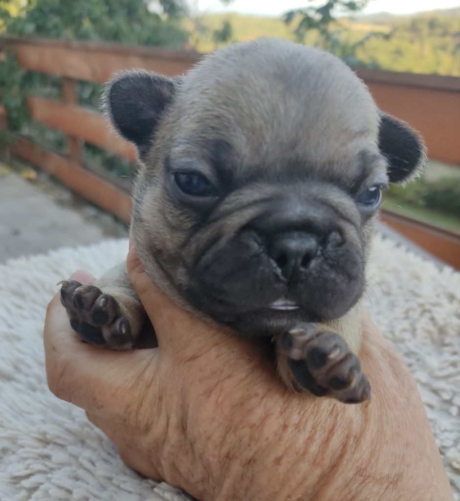 Des Blancs Moutons - Chiots disponibles - Bouledogue français