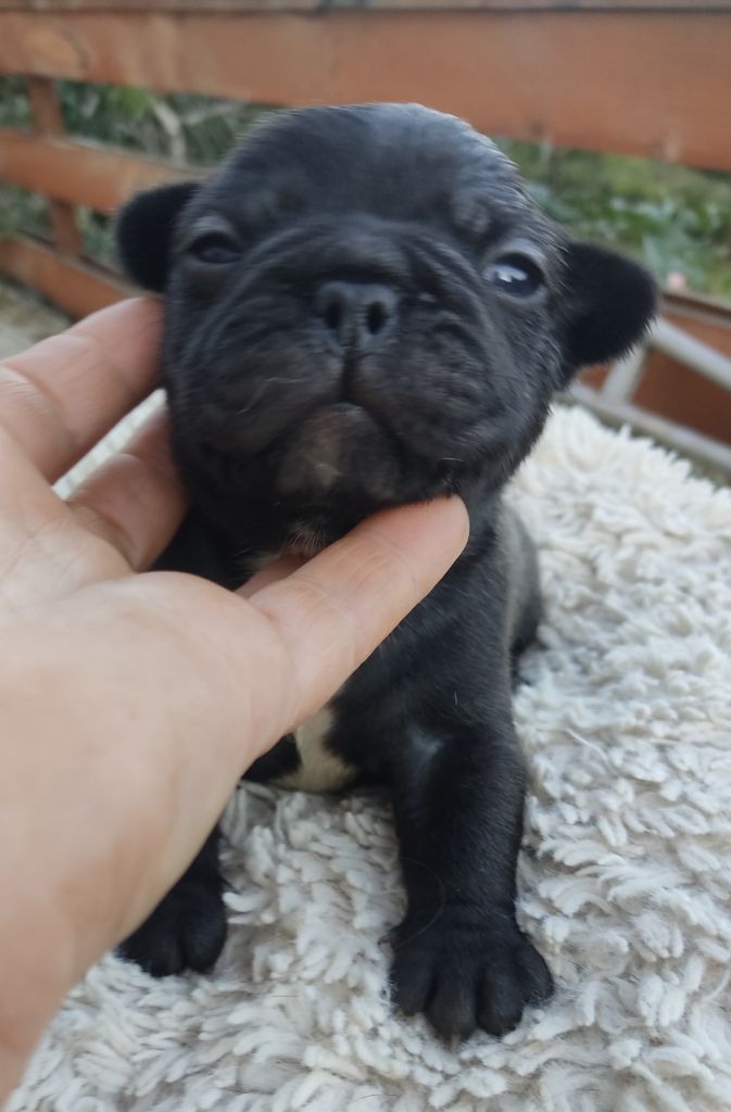 Des Blancs Moutons - Chiots disponibles - Bouledogue français