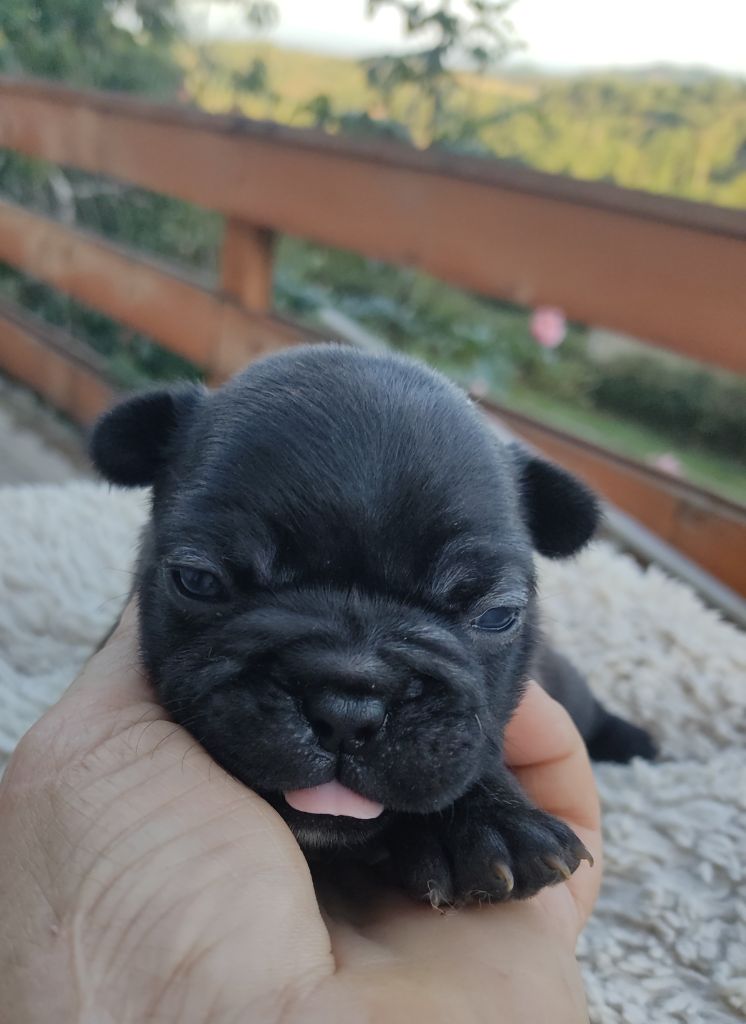 Des Blancs Moutons - Chiots disponibles - Bouledogue français