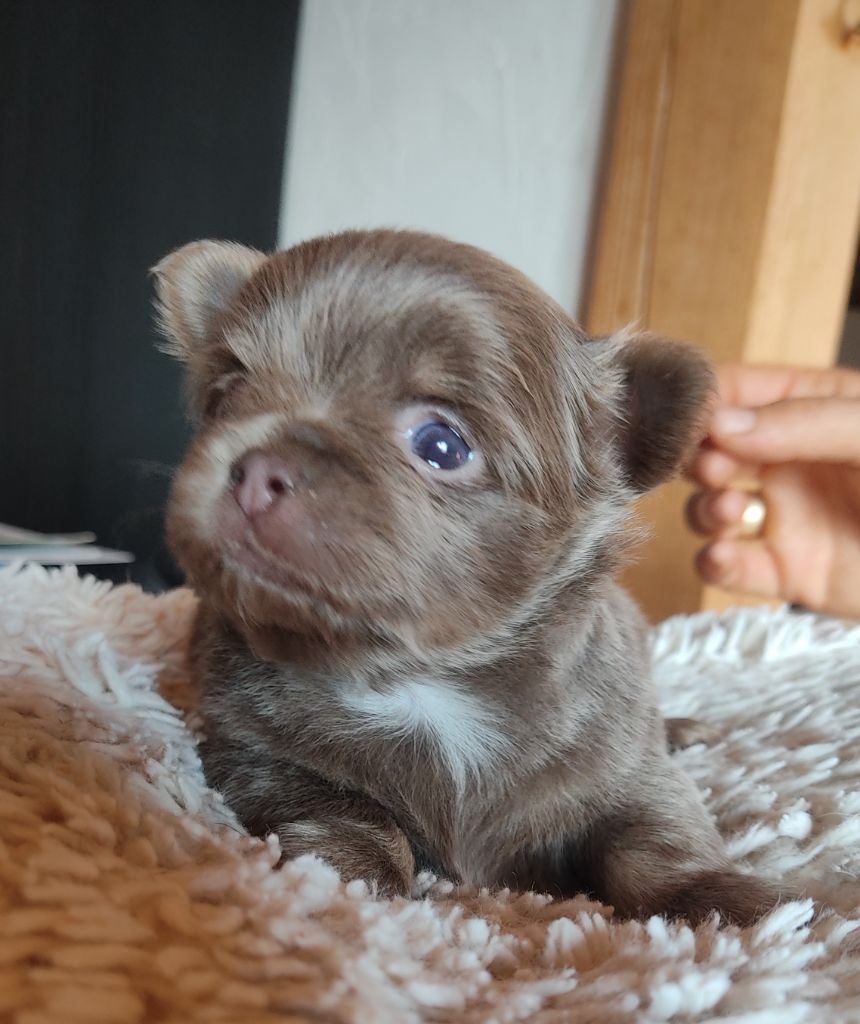 Des Blancs Moutons - Chiots disponibles - Chihuahua