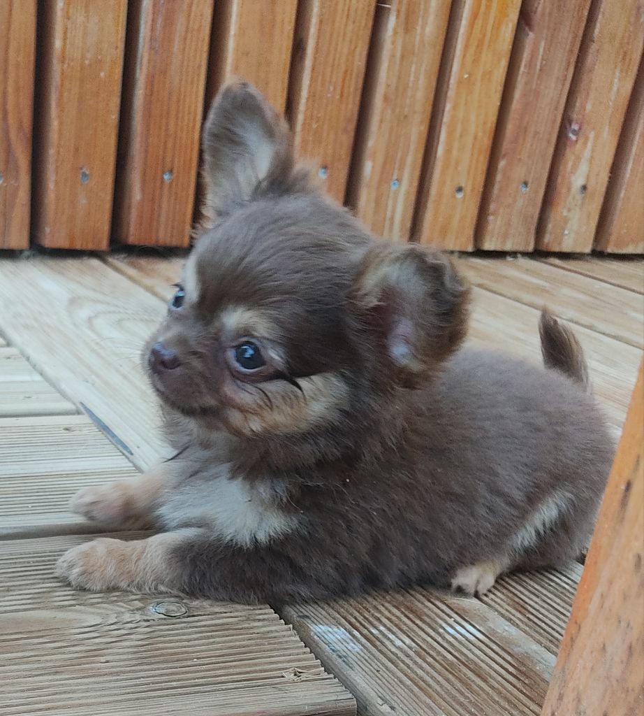 Des Blancs Moutons - Chiots disponibles - Chihuahua