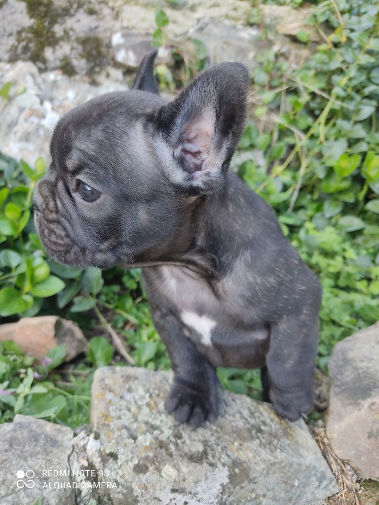 Des Blancs Moutons - Bouledogue français - Portée née le 21/08/2025